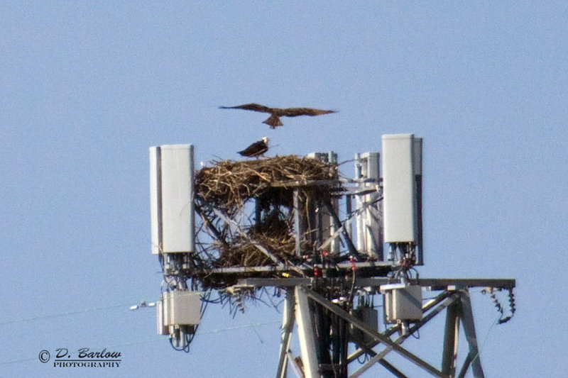 Bald Eagle nest near downtown Louisville