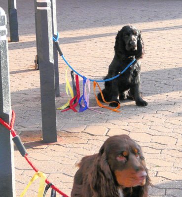 Healthy Dog Protest