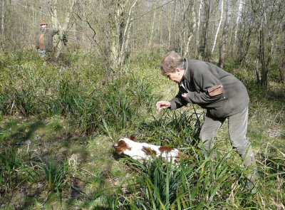 Worcestershire Gun Dog Society Minor Breed and Show Spaniel Test.