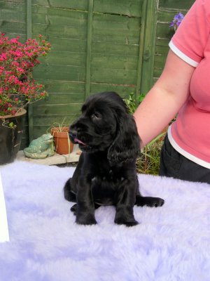 Lilly pups 052.JPG