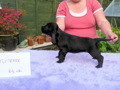 Lilly pups 057.JPG