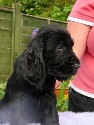 Lilly pups 066.JPG