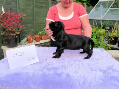 Lilly pups 120.JPG