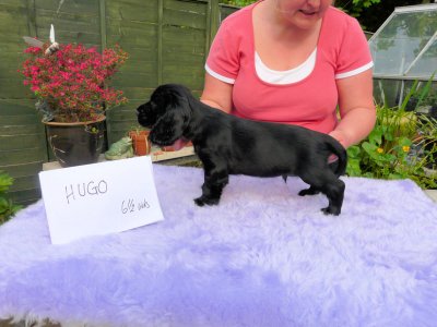 Lilly pups 121.JPG