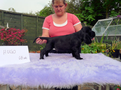 Lilly pups 126.JPG