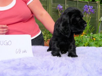 Lilly pups 133.JPG