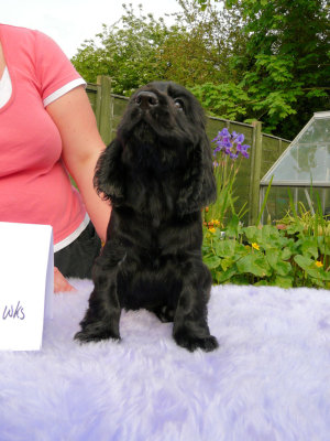 Lilly pups 136.JPG