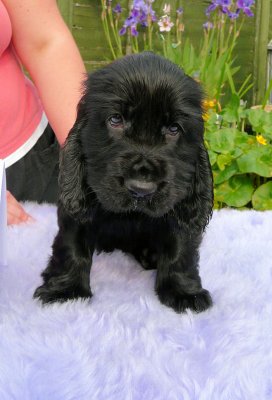 Lilly pups 137.JPG