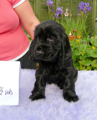 Lilly pups 138.JPG