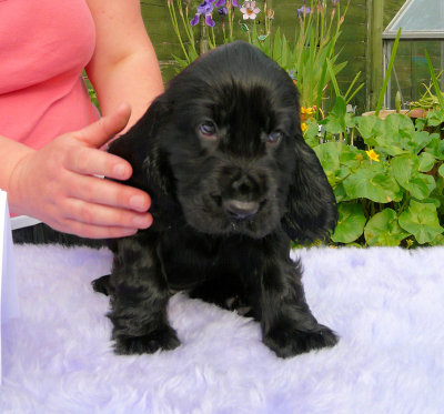 Lilly pups 139.JPG
