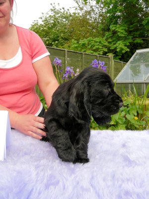Lilly pups 140.JPG