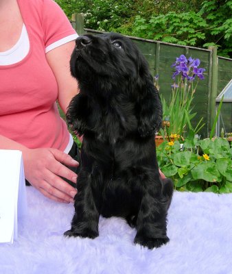 Lilly pups 141.JPG