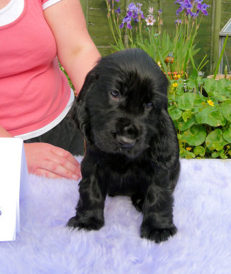 Lilly pups 142.JPG