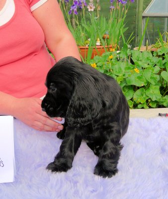 Lilly pups 143.JPG