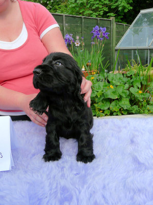 Lilly pups 144.JPG