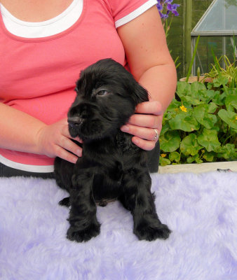 Lilly pups 145.JPG