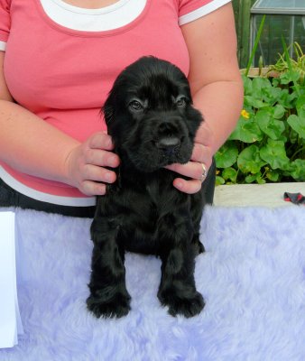 Lilly pups 146.JPG