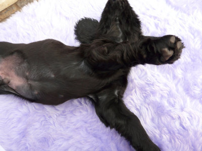 Lilly pups 147.JPG
