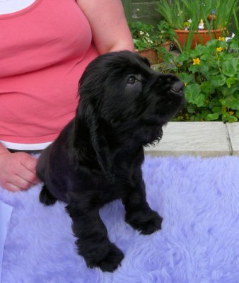 Lilly pups 148.JPG