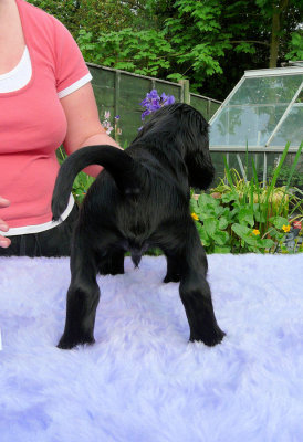 Lilly pups 149.JPG