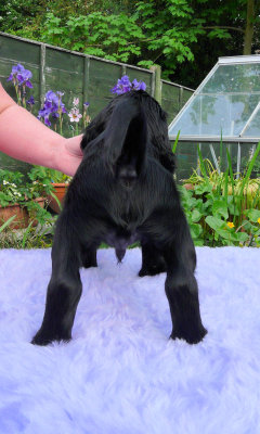 Lilly pups 150.JPG