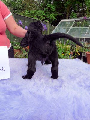 Lilly pups 151.JPG