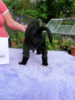 Lilly pups 152.JPG
