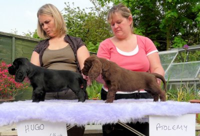 Lilly pups 183.JPG