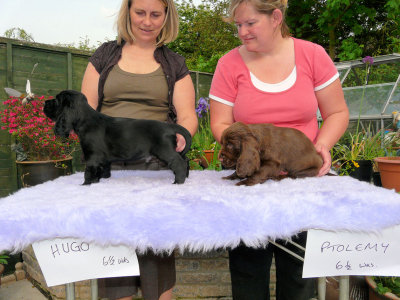 Lilly pups 185.JPG