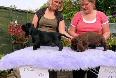 Lilly pups 186.JPG