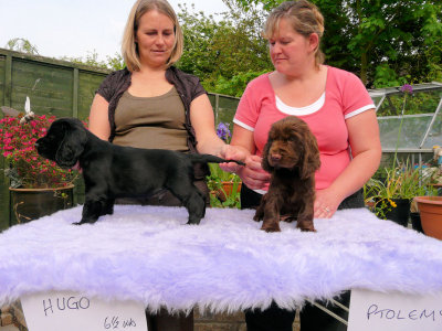 Lilly pups 187.JPG