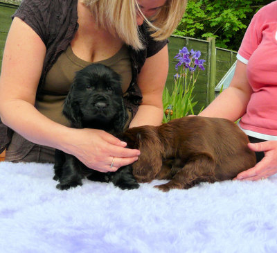 Lilly pups 189.JPG