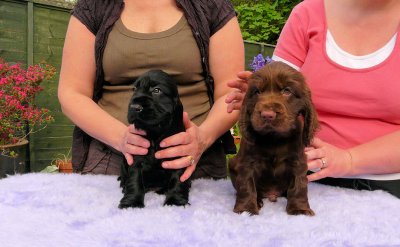 Lilly pups 190.JPG