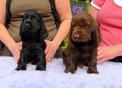 Lilly pups 191.JPG