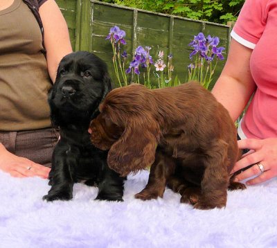 Lilly pups 192.JPG
