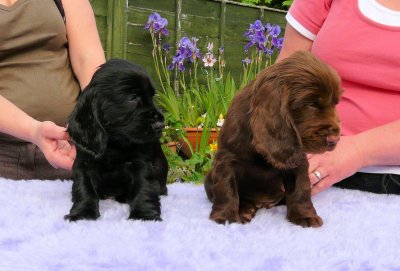 Lilly pups 193.JPG