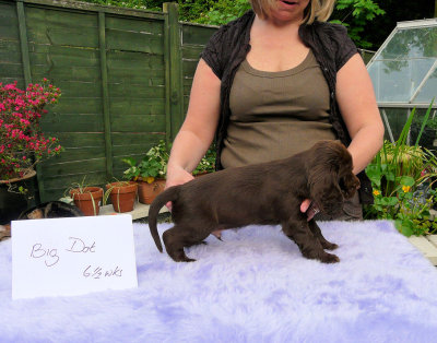 Lilly pups 204.JPG