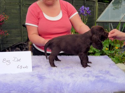 Lilly pups 210.JPG