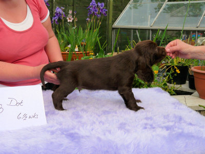 Lilly pups 211.JPG