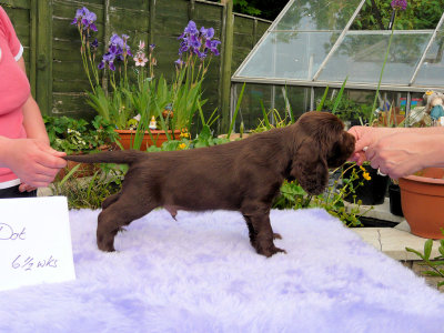 Lilly pups 212.JPG