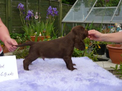 Lilly pups 213.JPG