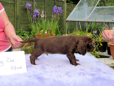 Lilly pups 214.JPG
