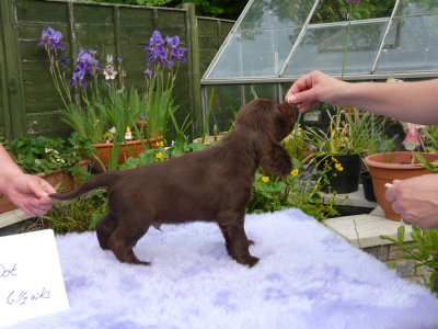 Lilly pups 215.JPG