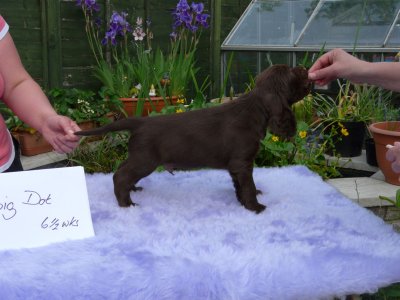 Lilly pups 216.JPG