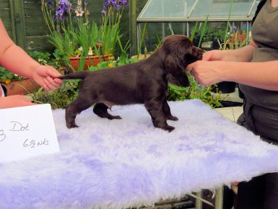 Lilly pups 218.JPG