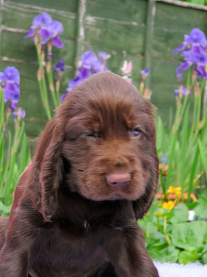 Lilly pups 220.JPG