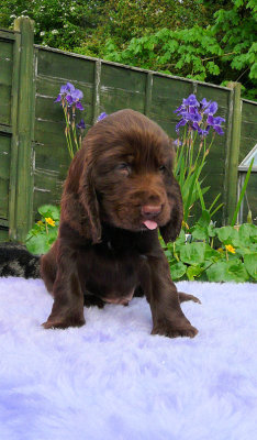 Lilly pups 224.JPG