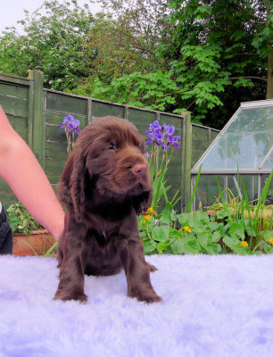 Lilly pups 225.JPG