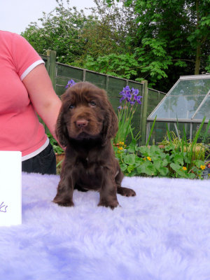 Lilly pups 226.JPG