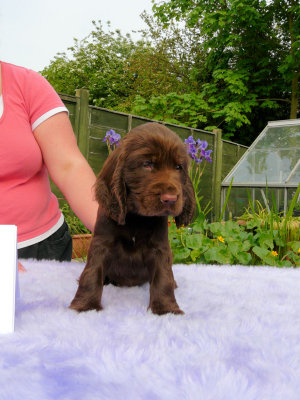 Lilly pups 227.JPG